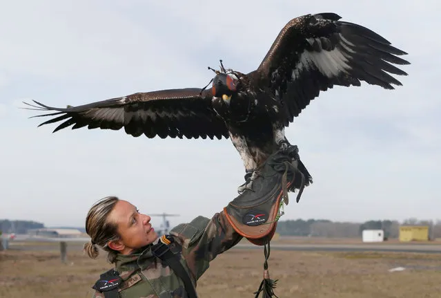 A French army falconer works with a golden eagle as part of a military training for combat against drones in Mont-de-Marsan French Air Force base, Southwestern France, February 10, 2017. (Photo by Regis Duvignau/Reuters)