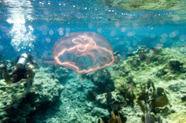 A Moon jellyfish (Aurelia aurita) swims around a coral reef in Key West, Florida on July 13, 2023. The coral reef, the largest in the continental US, is considered a barrier reef and is around 350 miles (563.27 km) wide from the Dry Tortugas National Park to the St. Lucie Inlet in Martin County, Florida. (Photo by Joseph Prezioso/AFP Photo)
