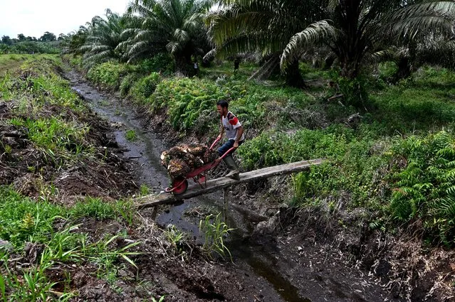 A worker pushes a wheelbarrow carrying palm fruits at a palm oil plantation in a protected area of the Rawa Singkil wildlife reserve as part of the Leuser Ecosystem in Trumon, Southern Aceh province, on October 24, 2021. (Photo by Chaideer Mahyuddin/AFP Photo)