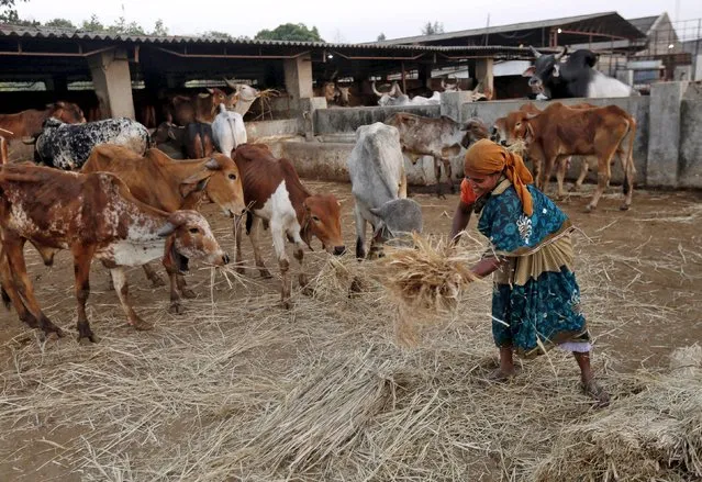 A woman spreads out fodder for rescued cattle at a “goushala”, or a cow shelter, run by Bharatiya Gou Rakshan Parishad, an arm of Hindu nationalist group Vishwa Hindu Parishad (VHP), at Aangaon village in the western state of Maharashtra, India, in this February 20, 2015 file photo. A ban on the sale of cattle for slaughter in India's richest state of Maharashtra is threatening to push millions of farmers into penury, deepening distress in the countryside and fanning resentment against Prime Minister Narendra Modi's ruling party. (Photo by Shailesh Andrade/Reuters)