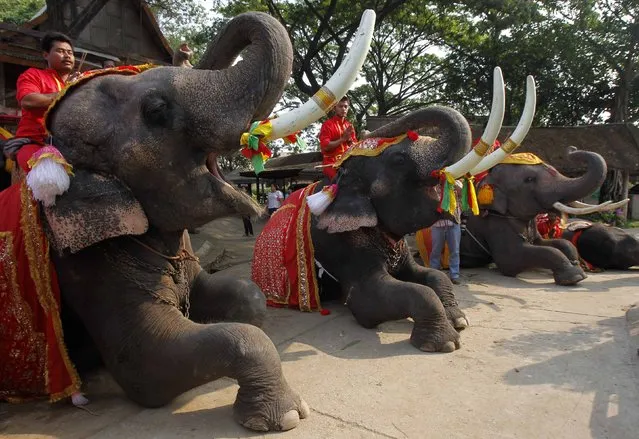 Mahouts pray while sitting on top of elephants during Thailand's National Elephant Day in the ancient Thai capital Ayutthaya March 13, 2014. (Photo by Chaiwat Subprasom/Reuters)
