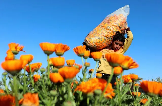 A boy carries a sack of calendula flowers to be dried, which are usually exported and used for cosmetics, pharmaceuticals, and traditional medicine, during the annual calendula flower harvest, at a field in Al Fayoum Governorate, southwest of Cairo, Egypt on March 21, 2024. (Photo by Mohamed Abd El Ghany/Reuters)