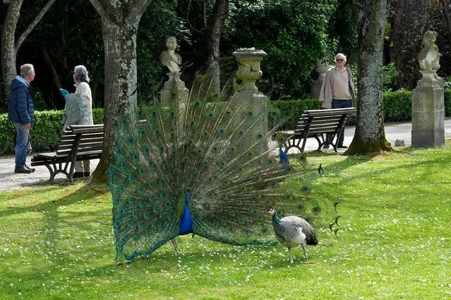 A peacock displays its tail feathers to a hen during their mating ritual on the gardens of the Pimenta Palace Municipal Museum in Lisbon, Friday, April 5, 2024. (Photo by Armando Franca/AP Photo)