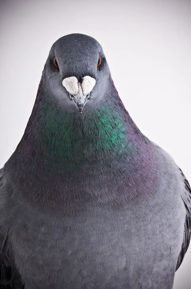 “Darwin's Pigeons”