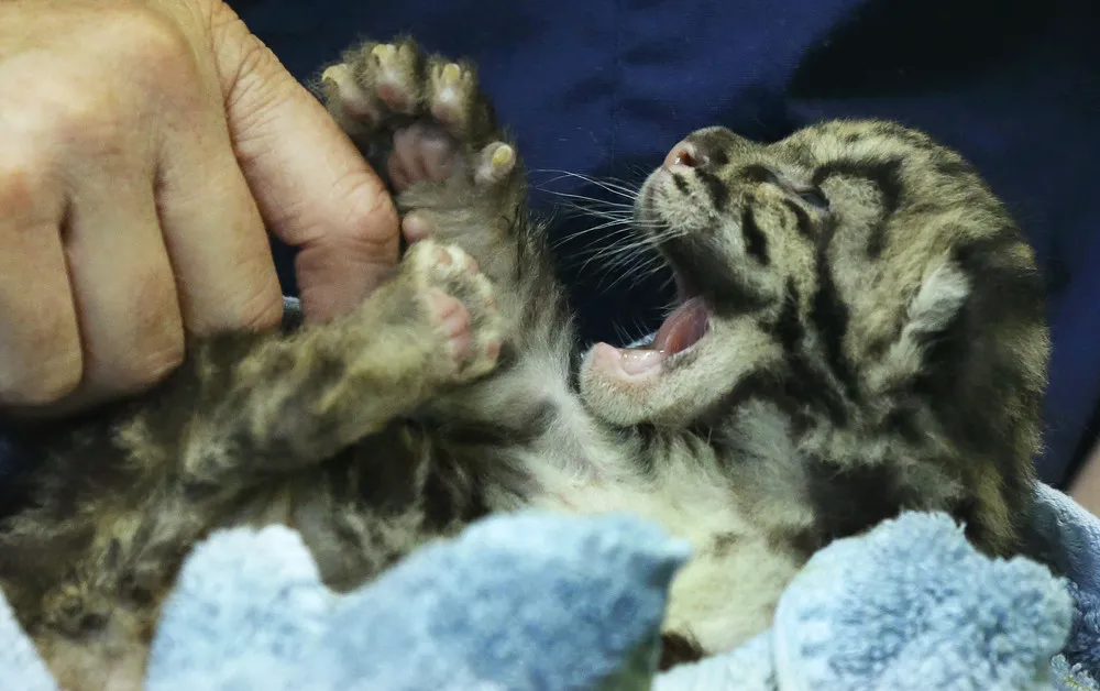 Newborn Clouded Leopard Cubs, Tacoma, Washington