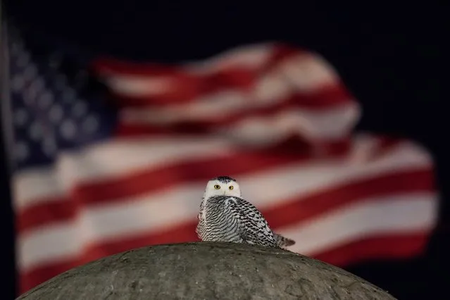 An American Flag flies in the distance as a rare snowy owl looks down from its perch atop the large stone orb of the Christopher Columbus Memorial Fountain at the entrance to Union Station in Washington, Friday, January 7, 2022. Far from its summer breeding grounds in Canada, the snowy owl was first seen on January 3, the day a winter storm dumped eight inches of snow on the city. (Photo by Carolyn Kaster/AP Photo)