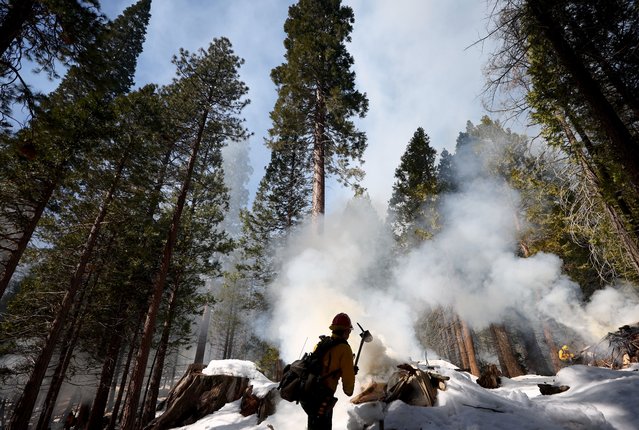 Sequoia National Forest firefighters conduct prescribed pile burning near young giant sequoia trees on February 19, 2023 in Sequoia National Forest, California. According to the Forest Service, wildfires have destroyed nearly 20 percent of all giant sequoias in the past three years amid hazardous fuel (vegetation) buildup. The Forest Service began emergency action last year to reduce the fuels in 12 giant sequoia groves in the Sequoia National Forest, including prescribed pile burning to reduce wildfire risk. The massive trees can live for over 3,000 years and average between 180 to 250 feet in height. (Photo by Mario Tama/Getty Images)