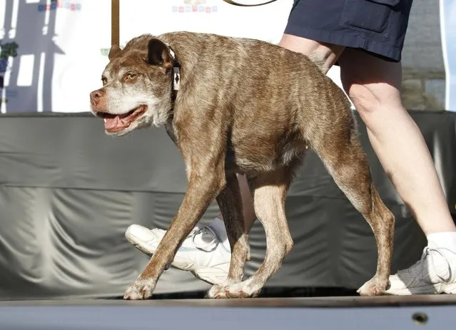 FILE. In this Friday, June 20, 2014 file photo, Quasi Modo, an eight-year-old mixed breed from Florida, walks across the stage during the World's Ugliest Dog Contest, at the Sonoma-Marin Fair in Petaluma, Calif. The World's Ugliest Dog will be chosen at the Sonoma-Marin Fair Friday. For 25 years, the contest has been a testament that all dogs do not have to meet AKC pedigree standards to be man's (or woman's) best friend. (Photo by George Nikitin/AP Photo)