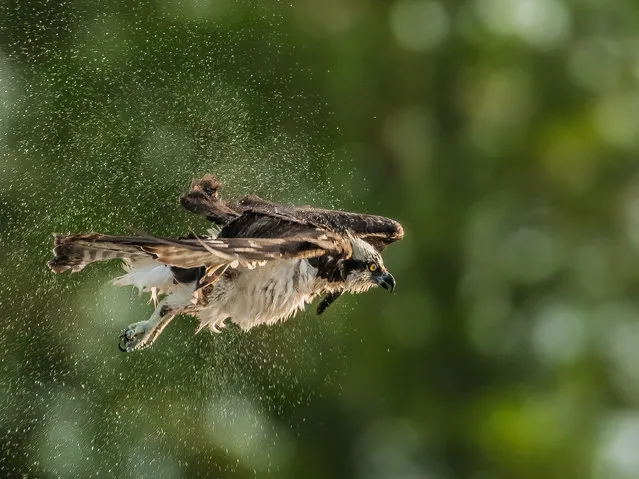 “Osprey Shake”. I travel all over the United States photographing wildlife. Ospreys are one of my favorite birds to photograph and I could not believe my luck when I had the opportunity to shoot this raptor diving for fish repeatedly on the Ocklawaha river in Florida. Photo location: Ocala, Florida, USA. (Photo and caption by Graham McGeorge/National Geographic Photo Contest)