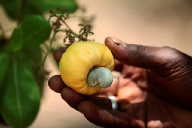 A man shows a cashew on a tree in Korhogo, Ivory Coast April 24, 2016. (Photo by Thierry Gouegnon/Reuters)