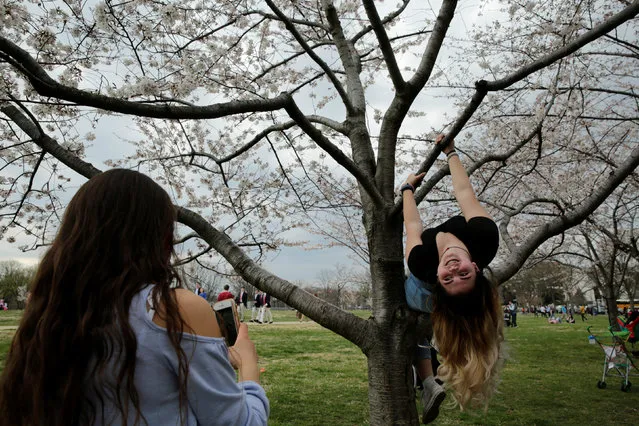 A girl poses for photo on the cherry blossom tree blooming near the Washington Monument in Washington, March 25, 2017. (Photo by Yuri Gripas/Reuters)