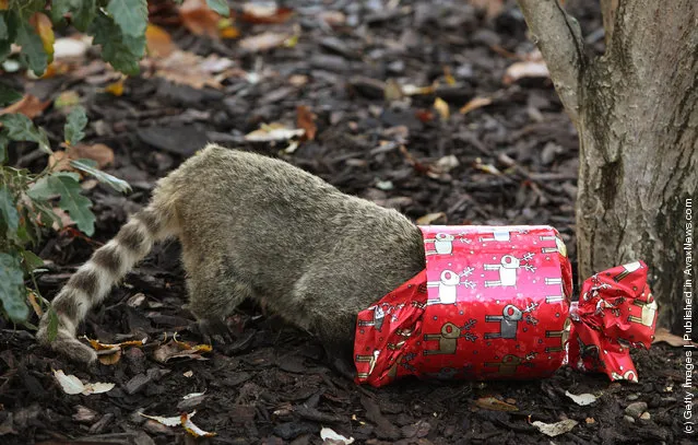 Christmas Treats For Meerkats