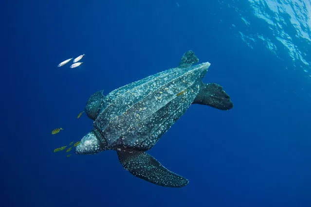 A leatherback turtle (Dermochelys coriacea) with juvenile golden trevally (Gnathanodon speciosus) trailing, off of Kei Kecil, part of the Maluku Islands, Indonesia. Unlike most sea turtles, the leatherback lacks a bony shell, as the name suggests, it has a leathery covering of thick skin and oily flesh on its carapace. It is the largest sea turtle and is critically endangered. (Photo by RGB Ventures LLC dba SuperStock/Alamy Stock Photo)