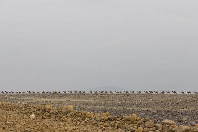 February 7, 2014 – Danakil Desert, Ethiopia: Camel caravan. (Photo by Ziv Koren/Polaris)