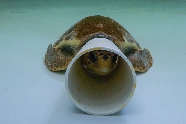 A sea turtle named Vesuvio sleeps underwater in a tank at CESTHA, the Experimental Center for the Protection of Habitats, inside a former market in Marina di Ravenna, on the Adriatic Sea, Italy, Saturday, June 8, 2024. The small plastic cone protects the turtles from light as they sleep or nap. (Photo by Luca Bruno/AP Photo)