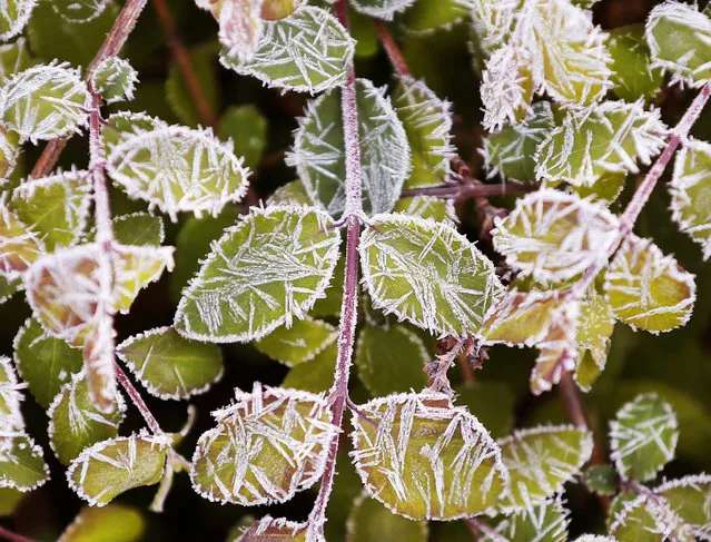 Small leaves of a bush are frost-covered after a cold night in Frankfurt, Germany, Thursday, April 20, 2017. (Photo by Michael Probst/AP Photo)