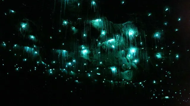 Waitomo Glowworm Caves New Zealand