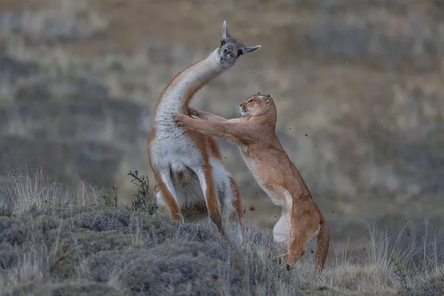 Mammals behaviour joint winner: The Equal Match by Ingo Arndt, Germany. Fur flies as the puma launches its attack on the guanaco. For the photographer, the picture marked the culmination of seven months tracking wild pumas on foot, enduring extreme cold and biting winds in the Torres del Paine region of Patagonia, Chile. (Photo by Ingo Arndt/2019 Wildlife Photographer of the Year)