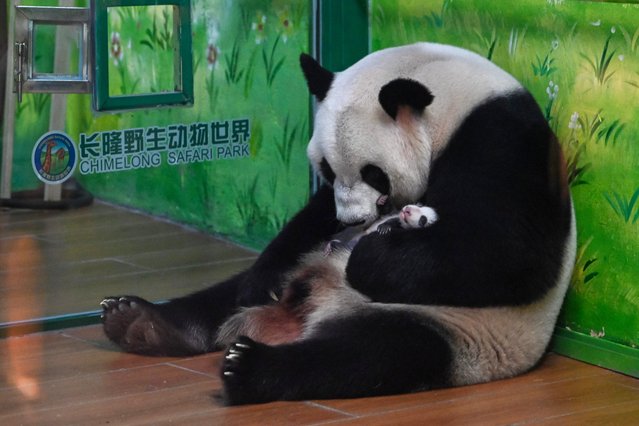 Giant panda Mengmeng takes care of her female cub at the Guangzhou Chimelong Safari Park on July 18, 2024 in Guangzhou, Guangdong Province of China. Giant panda Mengmeng, the eldest one of the world's only panda triplets, gave birth to a female cub on June 18 in Guangzhou. The giant panda cub turned one month old on July 18. (Photo by Chen Jimin/China News Service/VCG via Getty Images)