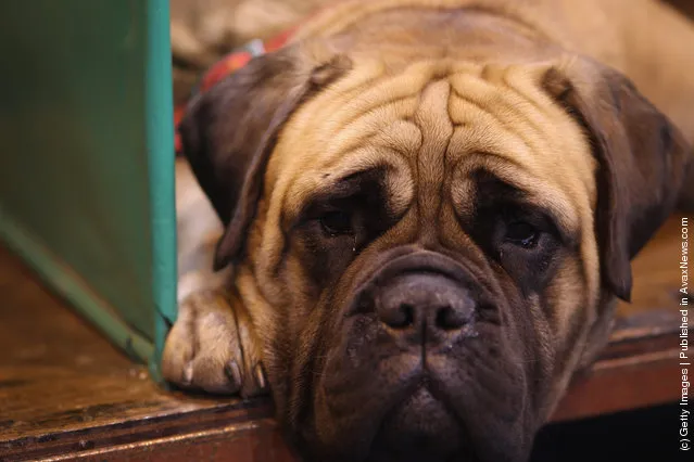 A Boxer lays in it's kennel on Day three of Crufts at the Birmingham NEC Arena