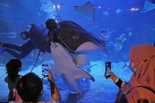 People use their mobile phones to take videos as divers feed fish at Jakarta Aquarium and Safari during the first week of Ramadan in Jakarta, Indonesia, Wednesday, April 6, 2022. Muslims around the world are observing Ramadan, the holiest month in Islamic calendar, where they refrain from eating, drinking, smoking, and s*x from dawn to dusk. Indonesia is the world's most populous Muslim country. (Photo by Dita Alangkara/AP Photo)