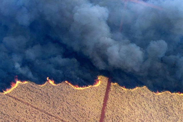 A drone view shows a fire in a sugar cane plantation near Dumon city, Brazil, on August 24, 2024. (Photo by Joel Silva/Reuters)