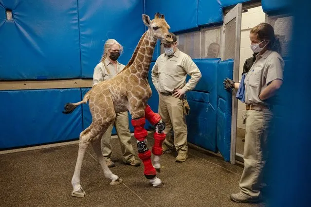 Msituni, a giraffe calf born with an unusual disorder that caused her legs to bend the wrong way, at the San Diego Zoo Safari Park in Escondido, north of San Diego, on February 10, 2022. (Photo by San Diego Zoo Wildlife Alliance via AP Photo)