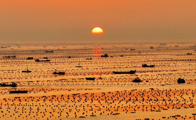 Aerial view of fishermen at a marine ranch in Ailun Bay to feed abalones on September 10, 2024 in Rongcheng, Shandong Province of China. (Photo by Yang Zhili/VCG via Getty Images)