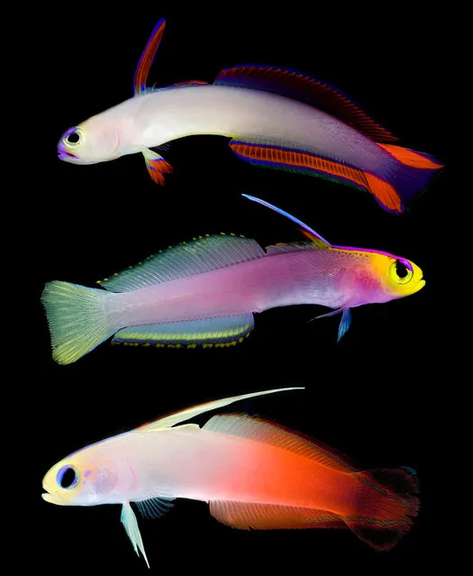 Nemateleotris helfrichi (top), is found in the tropical west Pacific ocean down to 90m (295ft); Nemateleotris magnifica (bottom) is found in the tropical Pacific, in the Red Sea, and off the coast of east Africa. (Photo by Danté Fenolio/The Guardian/Johns Hopkins University Press)