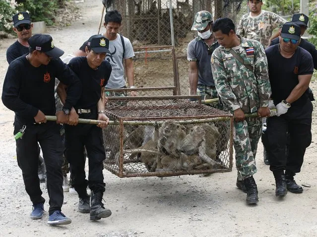 Thai National Park officials move cages filled with monkeys after they were caught for sterilization in a bid to control the birth rate of the monkey population in Hua Hin city, Prachuap Khiri Khan Province, Thailand, 15 July 2017. (Photo by Narong Sangnak/EPA/EFE)