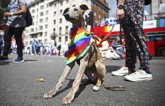 A dog wears a rainbow scarf during the annual Pride London Parade which highlights issues of the gay, lesbian and transgender community, in London, Britain June 25, 2016. (Photo by Neil Hall/Reuters)