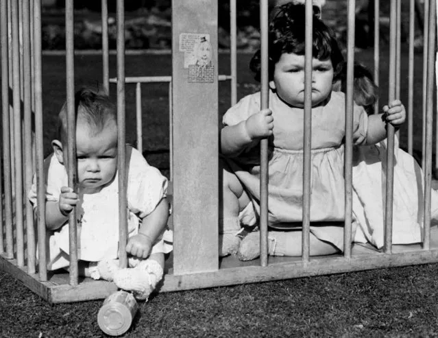 Two babies evacuated from London contemplate their new life in the country from behind the bars of a play-pen, 18th October 1939. (Photo by Gerry Cranham/Fox Photos/Getty Images)