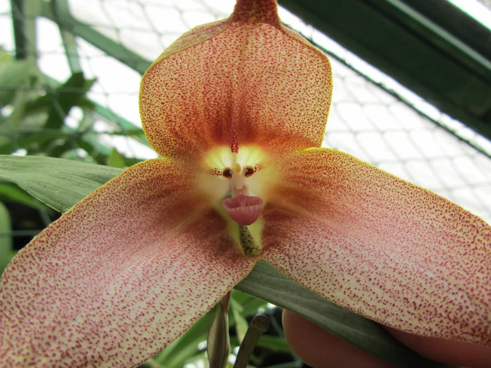 Monkey Orchid