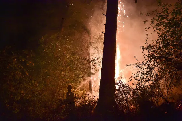 Melanie Brashler, of Stevens County Fire District 5, works with in a two-person crew with her husband Larry to fight a flare-up of a massive wildfire along Townsend-Sackman Road early Saturday, August 15, 2015, in the hills near Addy, Wash. (Photo by Tyler Tjomsland/The Spokesman-Review via AP Photo)