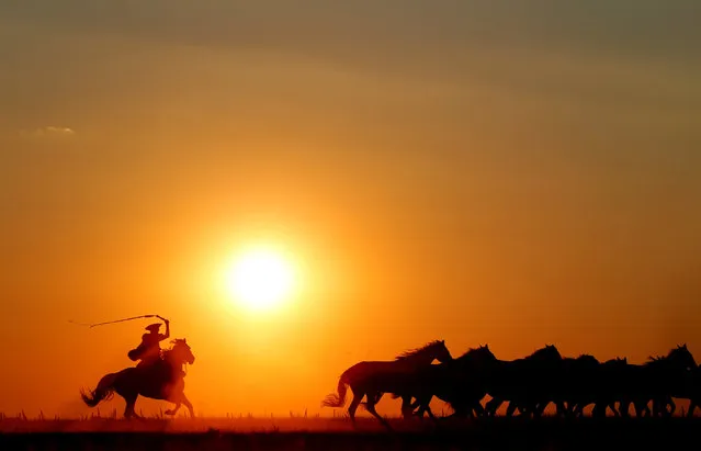 Traditional Hungarian horsemen herd a team of horses as the sun sets in the Great Hungarian Plain in Hortobagy, Hungary June 29, 2016. (Photo by Laszlo Balogh/Reuters)