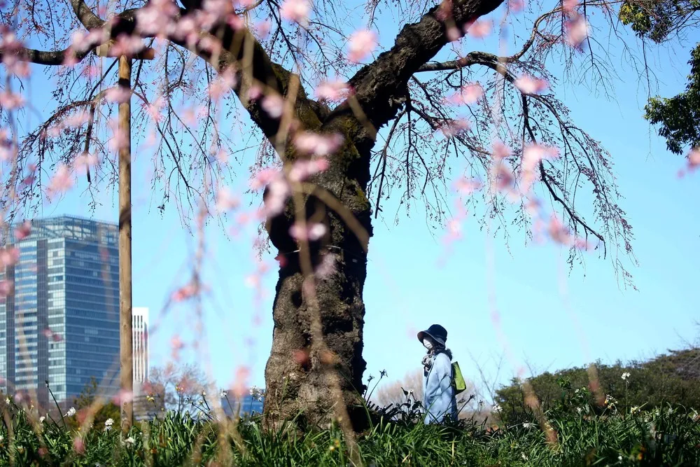 A Look at Life in Japan