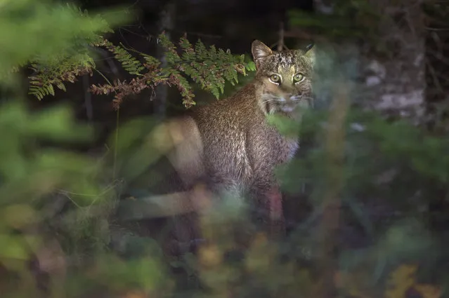 In this photo made Wednesday, October 2, 2013, a bobcat watches from the edge of the woods in Baileyville, Maine. (Photo by Robert F. Bukaty/AP Photo)