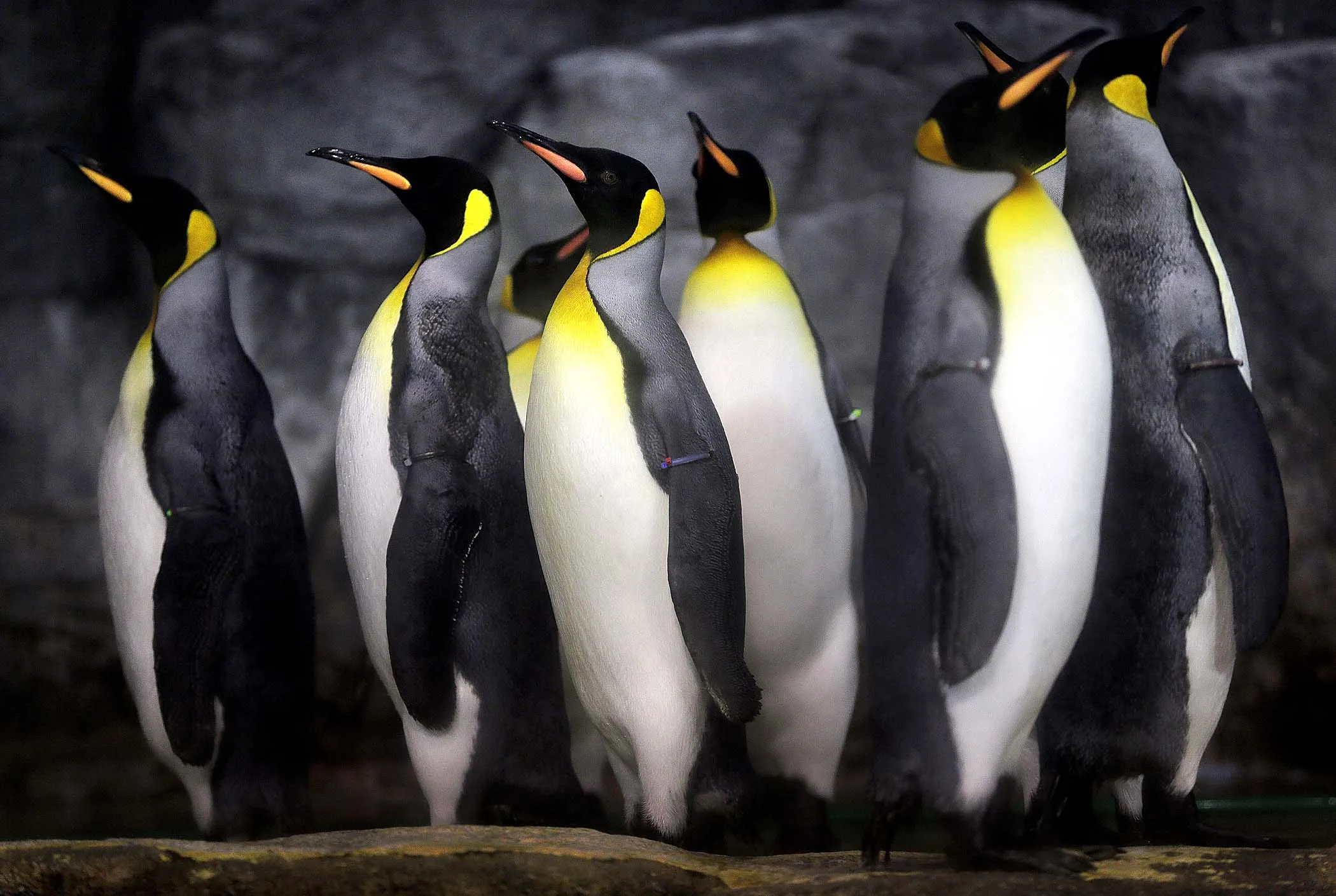 Где живет императорский пингвин. Пингвины Королевские Императорские. Королевский Пингвин ареал. Королевский Пингвин Пингвин. Королевский Пингвин в Антарктиде.