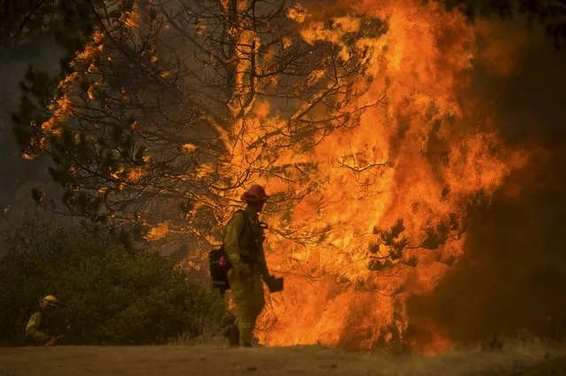 A firefighter watches a tree burn as the Butte fire rages near San Andreas, California September 12, 2015. (Photo by Noah Berger/Reuters)