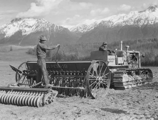 Johan Johnson, left, on the seeder, and Arthur Hack on the tractor, both Matanuska settlers from Minnesota, are shown seeding their new farm with oats in this Alaska valley, June 16, 1935.  In the background are the snow-covered mountains of the Chugach range. (Photo by AP Photo)