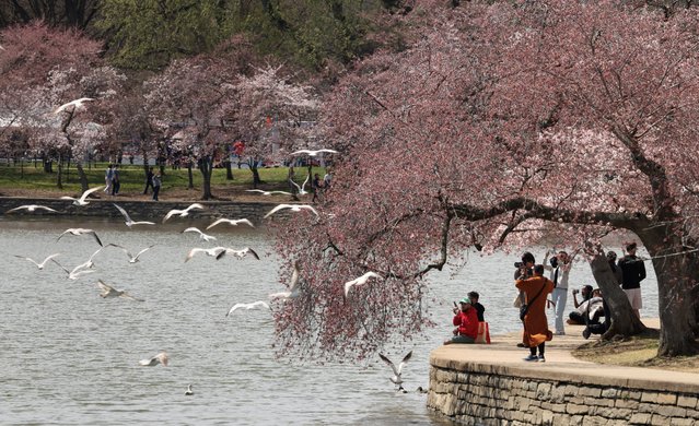 As seagulls hover nearby, visitors beneath the cherry blossoms take photos along the Tidal Basin in Washington, D.C., U.S., March 25, 2025. (Photo by Kevin Lamarque/Reuters)