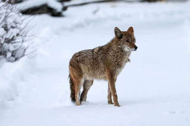 A coyote is seen on the road as snow blanked South Lake Tahoe in California, United States on November 8, 2022. Winter Storm warning in effect until Wednesday 10 AM PST for Lake Tahoe and Nevada mountains. (Photo by Tayfun Coskun/Anadolu Agency via Getty Images)