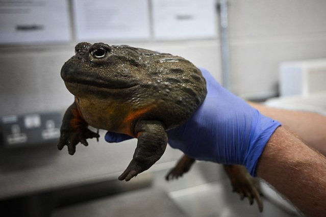 An African bullfrog, named Trevor, is removed from his tank and weighed during a preview of the new “Heart of Africa” area of Chester Zoo in Chester, north west England, on March 31, 2025. The area is the new home to 57 African species including northern giraffes, zebras, meercats and rhinos. (Photo by Paul Ellis/AFP Photo)