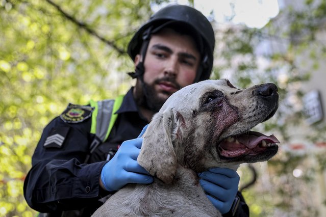 A police officer calms an injured dog near a multi-storey building damaged by a Russian strike on residential neighbourhood in Zaporizhzhia, Ukraine, on Tuesday, April 22, 2025. (Photo by Kateryna Klochko/AP Photo)