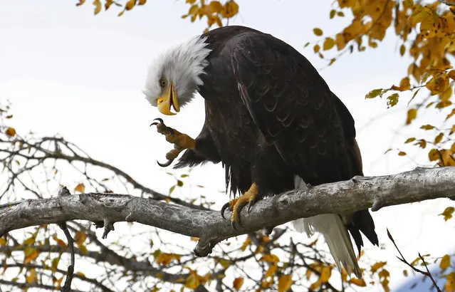 A bald eagle stretches its talons as it sits in a tree in the Chilkat Bald Eagle Preserve near Haines, Alaska, October 8, 2014. (Photo by Bob Strong/Reuters)