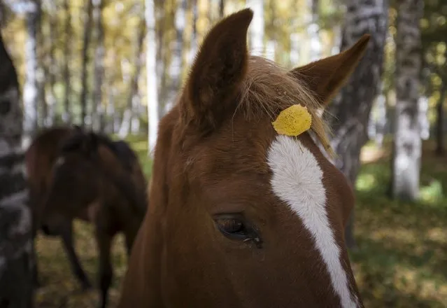A leaf falls onto a horse's head during a sunny autumn day in a forest outside Almaty, Kazakhstan, October 2, 2015. (Photo by Shamil Zhumatov/Reuters)