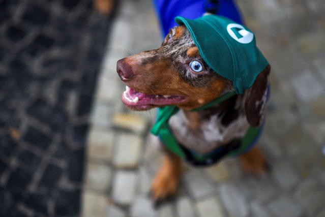 A dog wears a hat at the “Blocao” dog carnival parade, during pre-carnival festivities in Rio de Janeiro, Brazil, on February 4, 2024. (Photo by Tita Barros/Reuters)