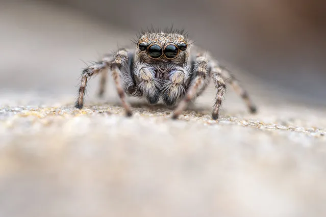 A distinguished jumping spider (Attulus distinguendus), one of the species found on the Swanscombe Peninsula in Kent on October 3, 2021. Environmentalists fear that plans for a theme park on the banks of the Thames would destroy irreplaceable habitat currently home to birds and otters. (Photo by Roman Willi/Kent Wildlife Trust/PA Wire)