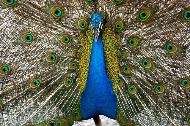 A peacock displays its feathers at a park in Singapore on May 15, 2025. (Photo by Roslan Rahman/AFP Photo)