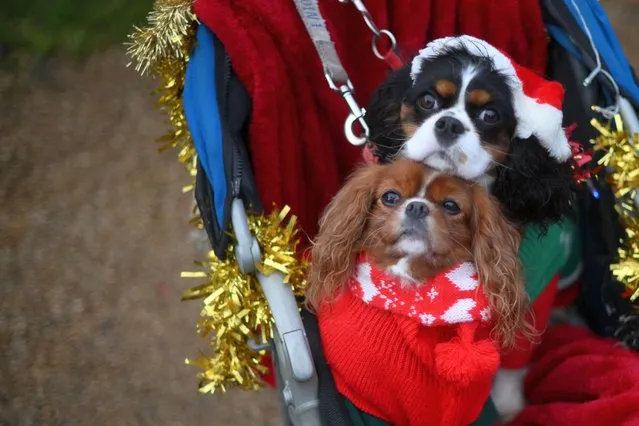Two dressed-up dogs are pictured ahead of the arrival of members of Britain's Royal Family for their traditional Christmas Day service at St Mary Magdalene Church in Sandringham, Norfolk, eastern England, on December 25, 2022. (Photo by Daniel Leal/AFP Photo)